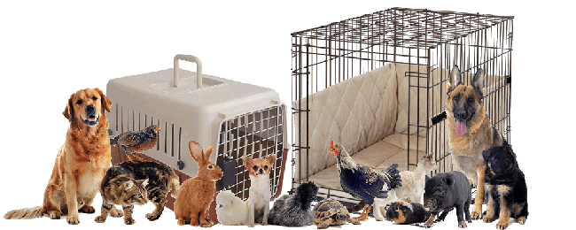 Gyvūnų gabenimas į Daniją – Kiekvieną dieną iš Lietuvos